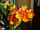GT, superbele flori (1)