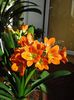 GT, superbele flori (3)