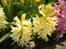 Hyacinth Yellow Queen (2015, April 10)