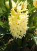 Hyacinth Yellow Queen (2015, April 10)
