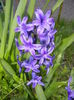 Hyacinth Peter Stuyvesant (2015, Apr.10)