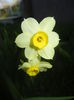 Narcissus Minnow (2015, April 10)