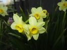 Narcissus Minnow (2015, April 10)