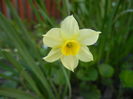 Narcissus Minnow (2015, April 10)