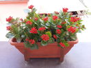 307 Kalanchoe calandiva