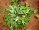 FICUS RYANDI