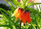 Fritillaria imperialis (coroana imperiala)