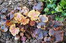 heuchera Solar Eclipse