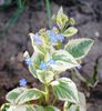 Brunnera jack variegated(frost)