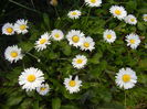 Bellis perennis (2015, April 11)