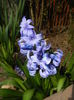 Hyacinth Delft Blue (2015, April 10)