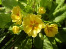 Primula polyanthus Yellow (2015, Apr.10)