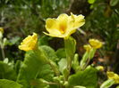 Primula polyanthus Yellow (2015, Apr.10)