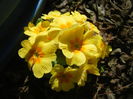 Yellow Primula (2015, April 10)