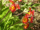 Primula polyanthus Red (2015, April 10)