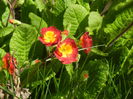 Primula polyanthus Red (2015, April 10)