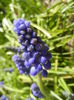 Muscari armeniacum (2015, April 10)