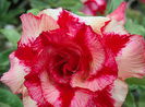 Adenium Angel go Light
