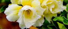 Adenium double diamond