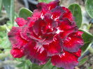 Adenium Thailand