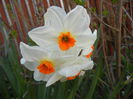 Narcissus Geranium (2015, April 10)