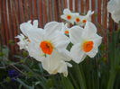 Narcissus Geranium (2015, April 10)