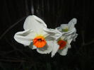 Narcissus Geranium (2015, April 10)