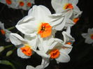 Narcissus Geranium (2015, April 10)
