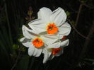 Narcissus Geranium (2015, April 10)