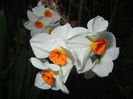 Narcissus Geranium (2015, April 10)