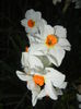Narcissus Geranium (2015, April 10)