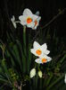 Narcissus Geranium (2015, April 10)