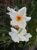 Narcissus Geranium (2015, April 10)