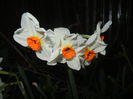 Narcissus Geranium (2015, April 10)
