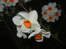 Narcissus Geranium (2015, April 10)