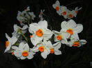 Narcissus Geranium (2015, April 10)