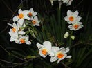 Narcissus Geranium (2015, April 10)