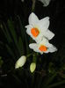 Narcissus Geranium (2015, April 10)