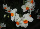 Narcissus Geranium (2015, April 10)