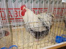 DSCN3867
