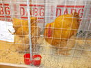 DSCN3874