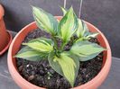 5 Hosta Gold Standard