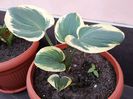 22 Hosta Snow Cap