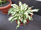 26 Hosta Undulata Mediovariegata