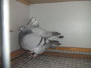 DSCF9381