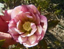 helleborus Double Ellen Pink