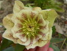 helleborus Double White Spotted