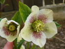 helleborus White Spotted Lady