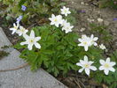 anemone nemorosa