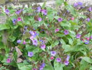 pulmonaria officinalis